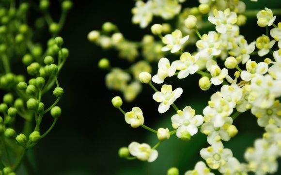 纸巾怎么折玫瑰花