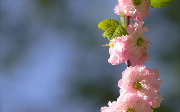 google浏览器打开为什么是360