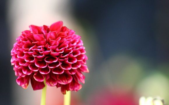 收狗是什么意思
